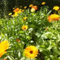 Goudsbloemen