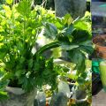 Growing celery & onion for Thai salad/ Planten[...]