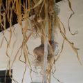 knoflook oogst vlechten