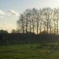 Route Nederland: wijngaard in Dieren