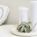 Bloemen in huis!