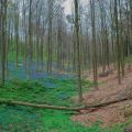 wandelen tussen hyacinten in het Hallerbos