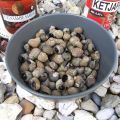 Krukels met sambal en ketjap (alikruiken)