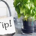 TIP: Je basilicumplantje levend houden