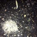 Knoflook-update en frambozen in de herfst