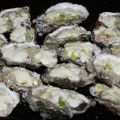 ooo: ontieglijk oerlekkere oesters