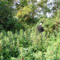 Vlierbessen en koeien