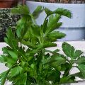 Gremolata