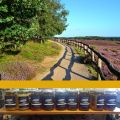 Route Nederland: Park Hoge Veluwe Honing