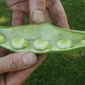 Tuinbonen uit eigen tuin
