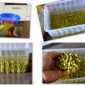 How to: Taugé kweken/ Grow Bean Sprouts at[...]