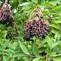 Wildplukken : vlierbessen + recept