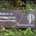 Grasduinen op Schouwen-Duiveland