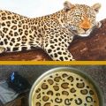 Cheetah Cheesecake