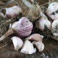 Knoflook planten
