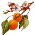 Abrikozenbeignets (Oud Hollandsche uit het jaar[...]
