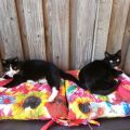 Eerste Zomerdag in Nederland/Luna en Neo[...]