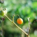 Herfst in de moestuin