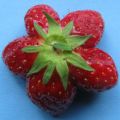 Aardbeibloem