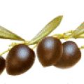 Aceitunas negras Aderezadas