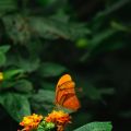De vlinder staat voor spirituele groei en[...]