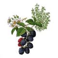 Bramenmousse en chocolade-perentaart uit de[...]