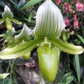 Bloemen - Floriade (3)