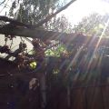Druiven en zon....