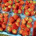 Aardbeien van Jan Robben