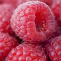 Frambozenmousse zonder suiker