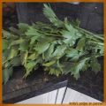 Maggieplant! Heerlijke smaakmaker