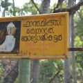 Egg curry with idiappam (GF-DF-SF)