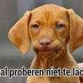 over een roodborstje en een lachverbod