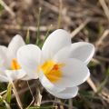 Lente!