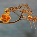 A picture a day ...