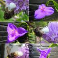 Bieslooksprookje: De Kameleonspin