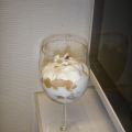 Appelpeer laagjesdessert