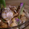 Vogelnest en lentebloemen