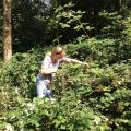 Jaarlijks terugkerend plezier: Bramenplukken