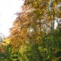 Boswandeling