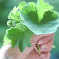 Brandnetelpesto, vrouwenmantel en[...]