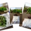 How to: keep fresh herbs?/ Hoe bewaar ik de[...]