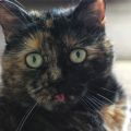 kattentongen