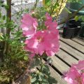 Bloemen en Beestjes op het dakterras