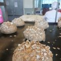 Zwarte woud brood