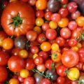 Een feest van tomaten