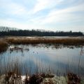 fotografie : natuurgebied Molsbroek